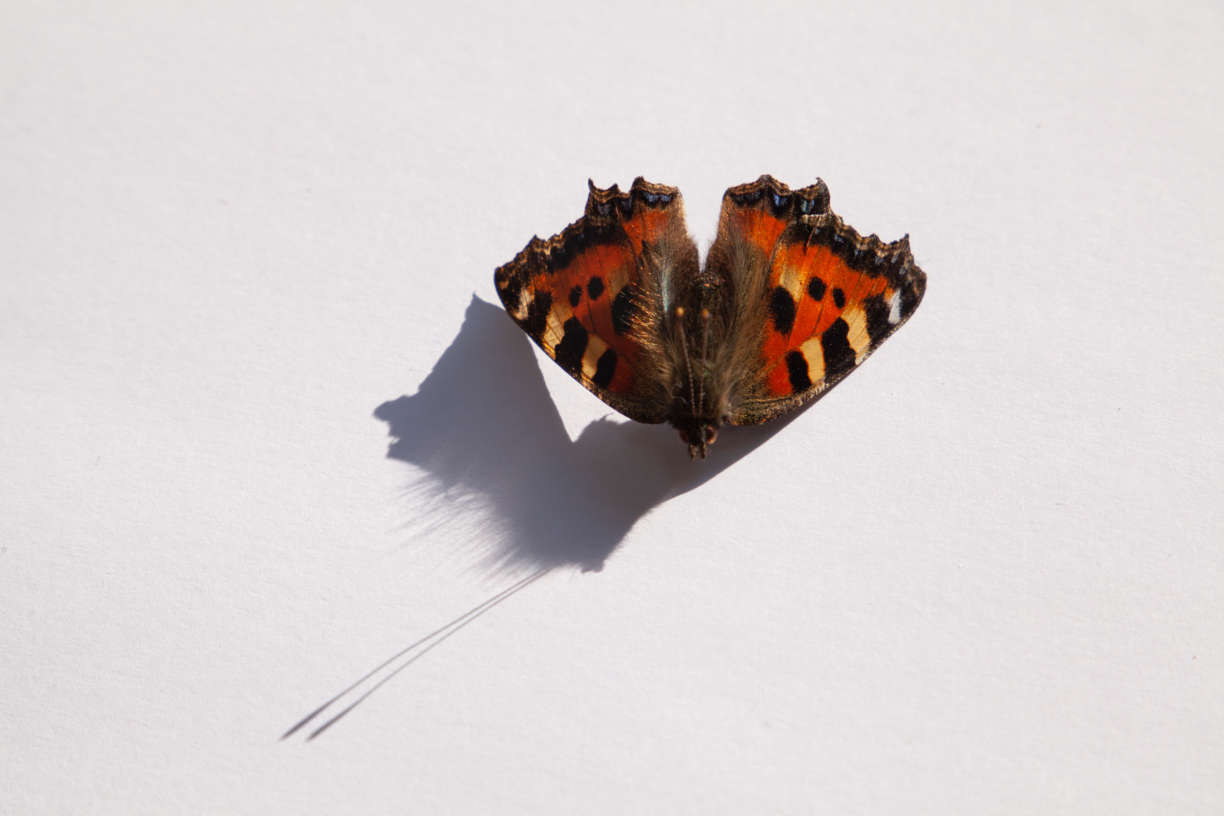 Butterfly Shadows